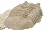 D Asaphus Plautini Trilobite Fossil - Russia #200409-4